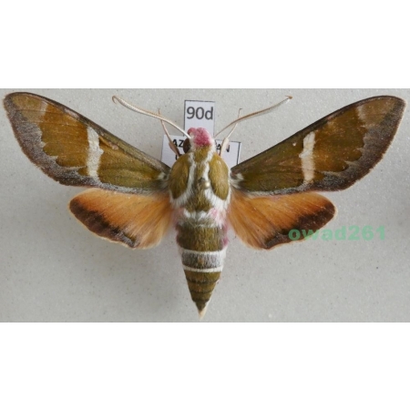 Rethera komarovi (Christoph, 1885) male Azerbaijan 63mm90d